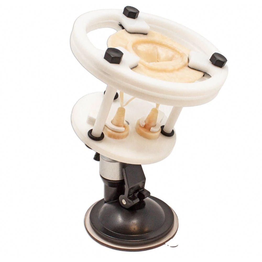 Mitral Valve Model | Cardiac Valve Repair Surgical Training Simulator - Surgical TrainingLL-TRN-0124