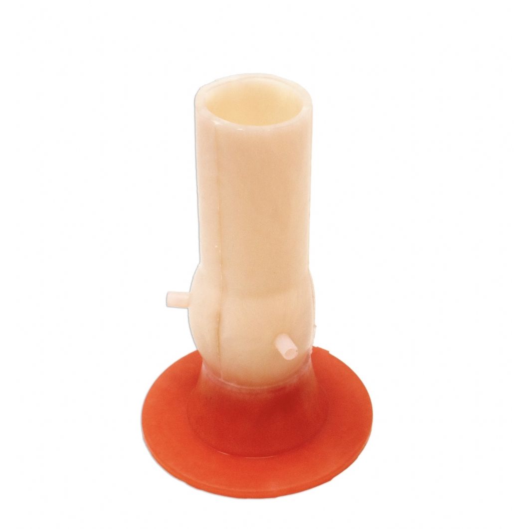 Bicuspid Aortic Valve Model | Cardiac Surgery Training Simulator - Surgical TrainingTRN0185