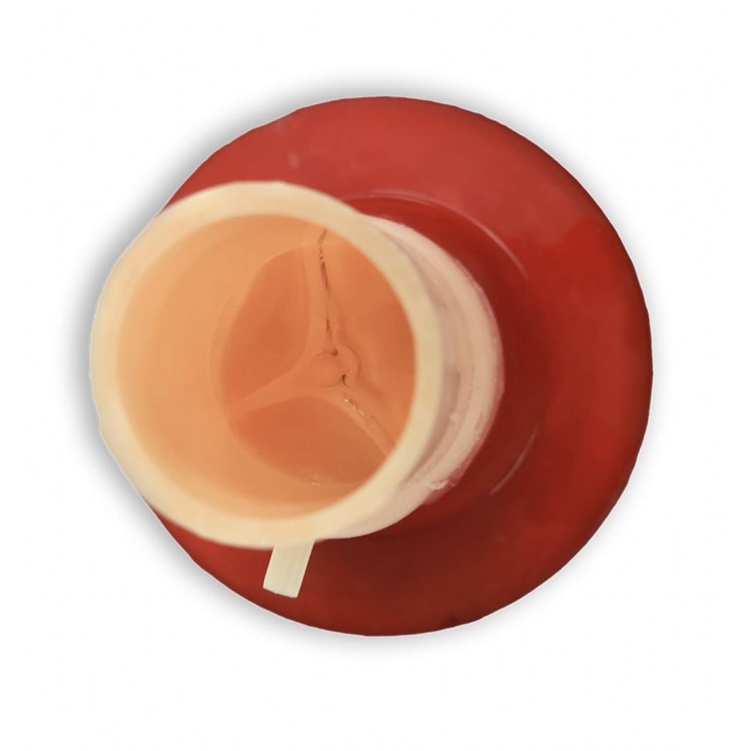 Bicuspid Aortic Valve Model | Cardiac Surgery Training Simulator - Surgical TrainingTRN0185