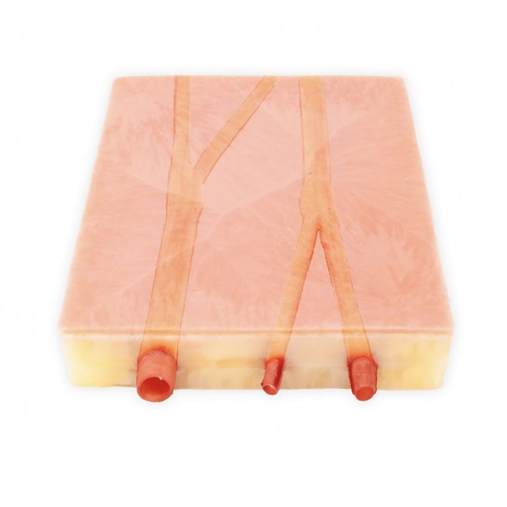 Embedded Carotid Arteries with Plaque and Dermis Model | Carotid Endarterectomy Training Simulator - Surgical TrainingLL-TRN-0244
