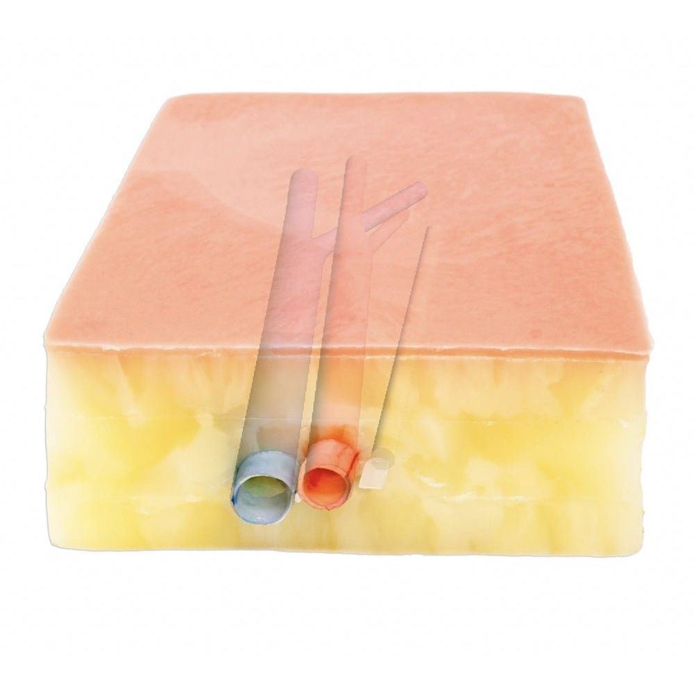 Embedded Femoral Groin Model | Femoral Endarterectomy Training Simulator - Surgical TrainingLL-TRN-0250