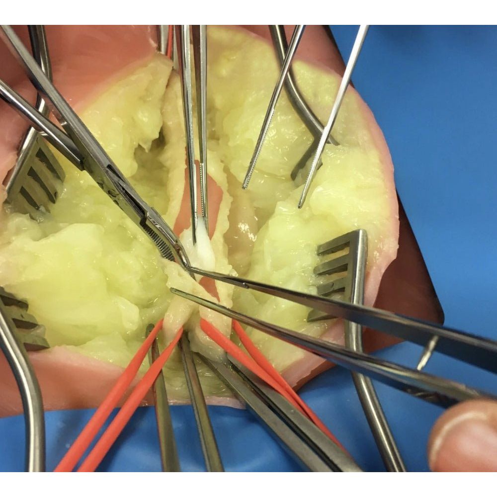 Embedded Femoral Groin Model | Femoral Endarterectomy Training Simulator - Surgical TrainingLL-TRN-0250