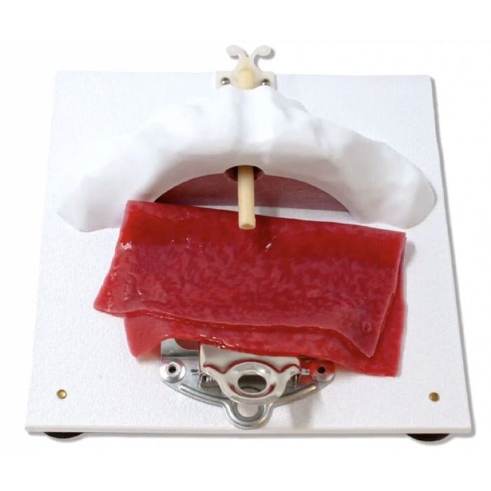 Vesico - Urethral Holder | Urology Surgical Training Base - Surgical TrainingLL-TRN-1211