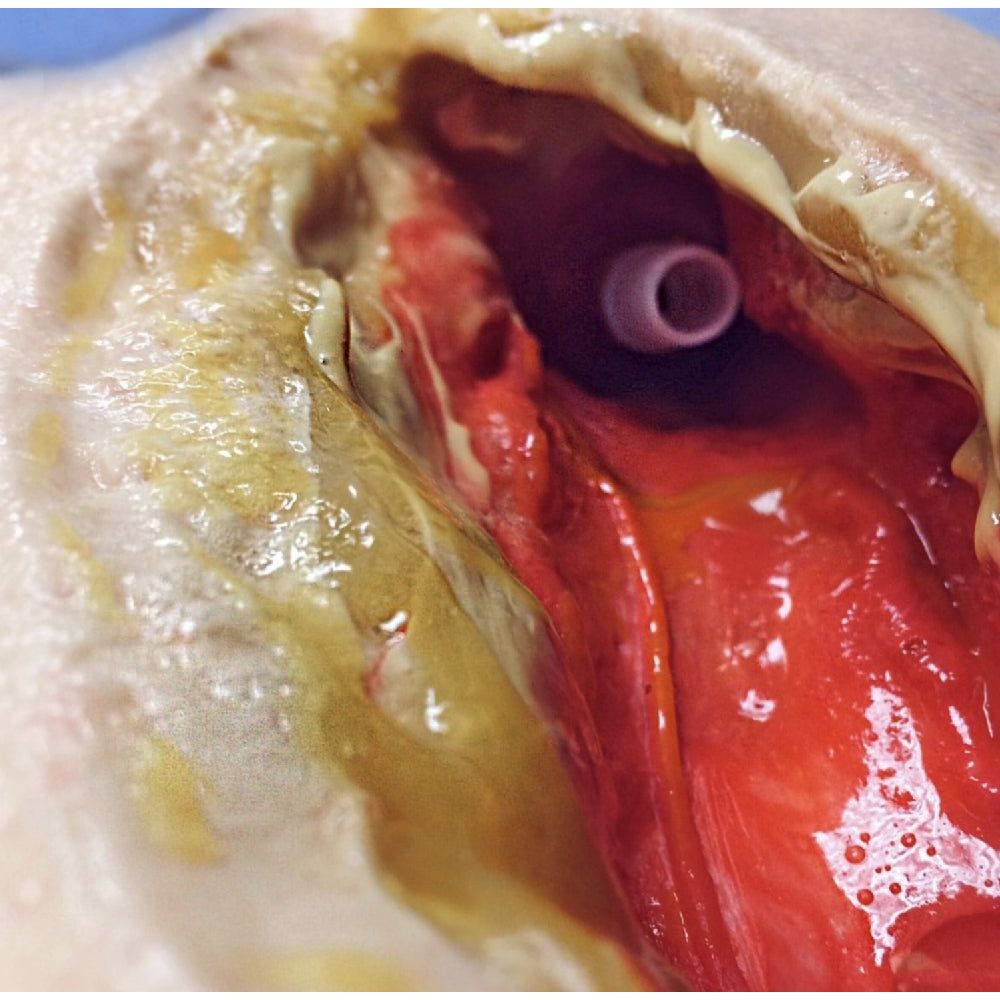 Vascular Surgery Femoral Leg Simulator – Femoral Artery Anastomosis & Bypass Training Model - Surgical TrainingMS-VAS-FEMLEG01