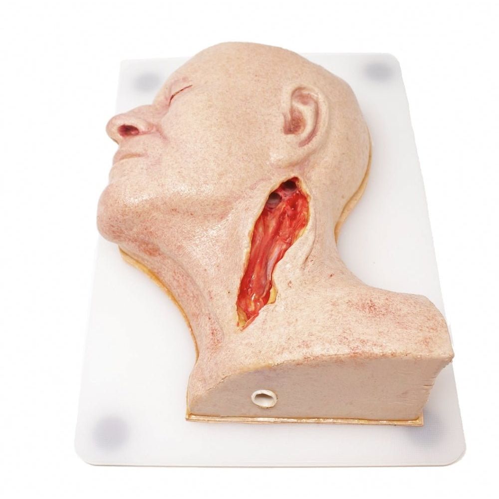 Carotid Head Simulator – Vascular Surgery Training Model – Carotid Endarterectomy Practice – Realistic Surgical Simulation Head – (Professional Training Use) - Surgical TrainingSIM-CAROTID-HEAD-VASC-01